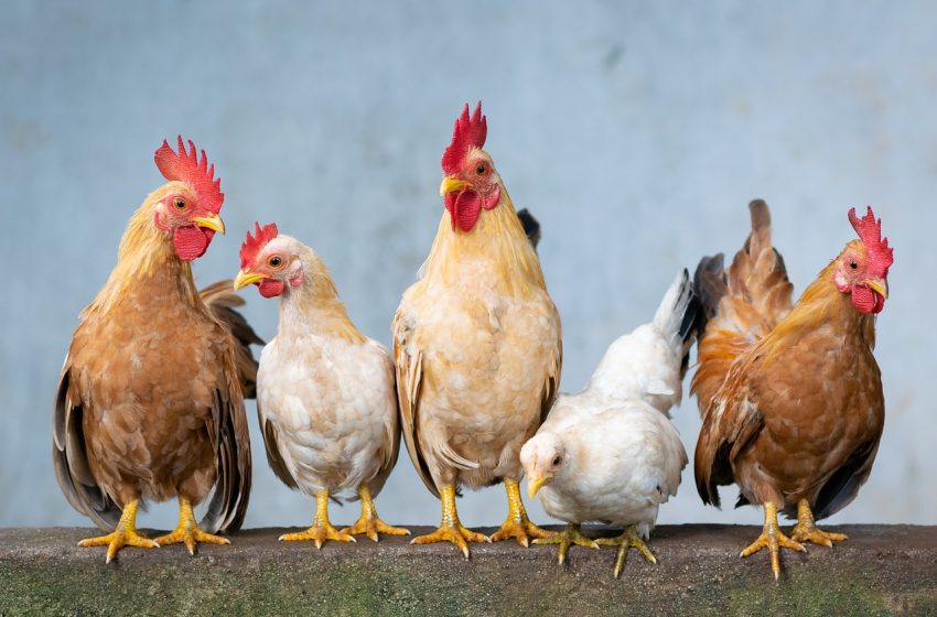  Governo do Piauí deve decretar estado de emergência por conta da gripe aviária