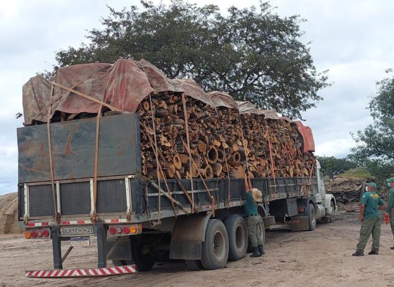  Ibama apreende 450 m³ de madeira no Piauí no 1º semestre; veja balanço