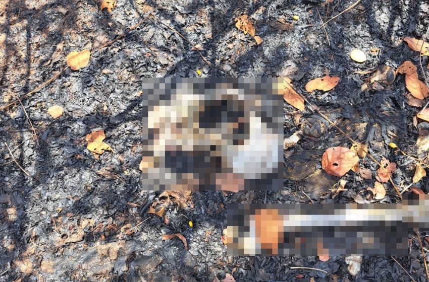 Crânio humano com projétil é achado após queimada em terreno de Floriano