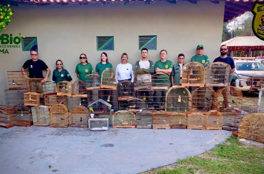  Operação Férias: Ibama e ICMBio recolhem 72 animais em cativeiro no Piauí e Ceará