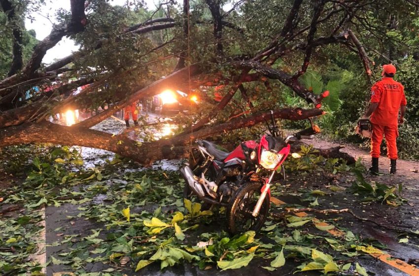  Garupa de moto morre após veículo colidir em árvore caída na PI-130