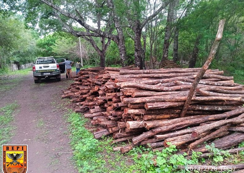  Ponto de extração ilegal de madeira é descoberto em fazenda no Piauí