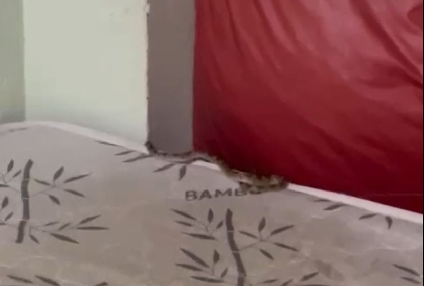  Vídeo: cobra rasteja em cima de colchão no Hospital Dirceu Arcoverde, em Parnaíba