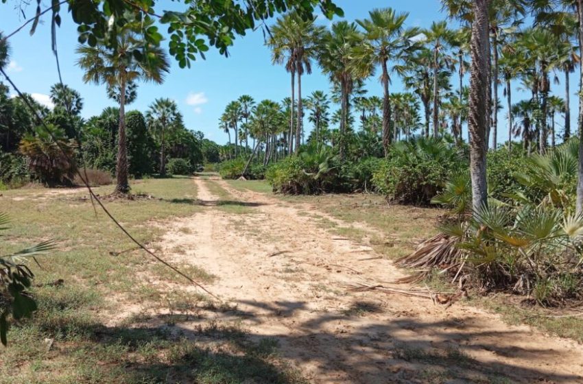  Corpos em estados de decomposição são encontrados nas cidades de Parnaíba e Piripiri