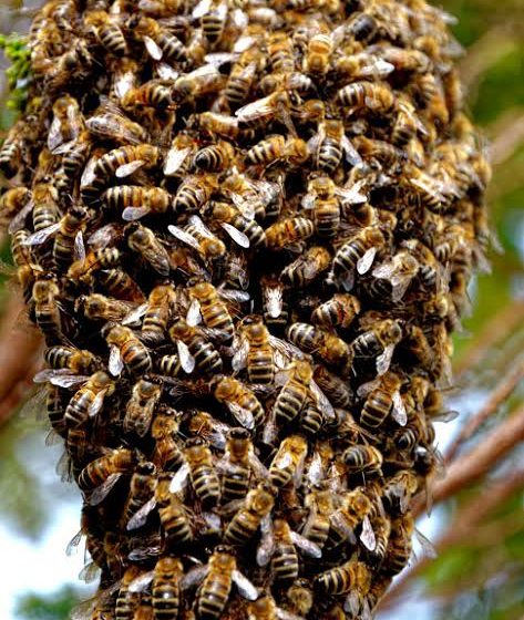  Após ataques de abelhas, populares pedem remoção de colmeia no Litoral do Piauí