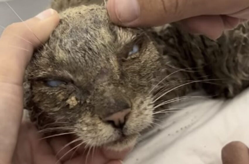  Vídeo: gata é encontrada com olhos queimados por soda caustica e fica cega