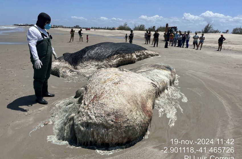  Baleia em decomposição é encontrada encalhada na Praia de Maramar, em Luís Correia