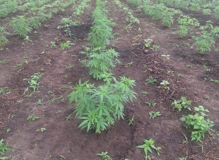  Polícia descobre plantação de três hectares de maconha em cidade do Piauí