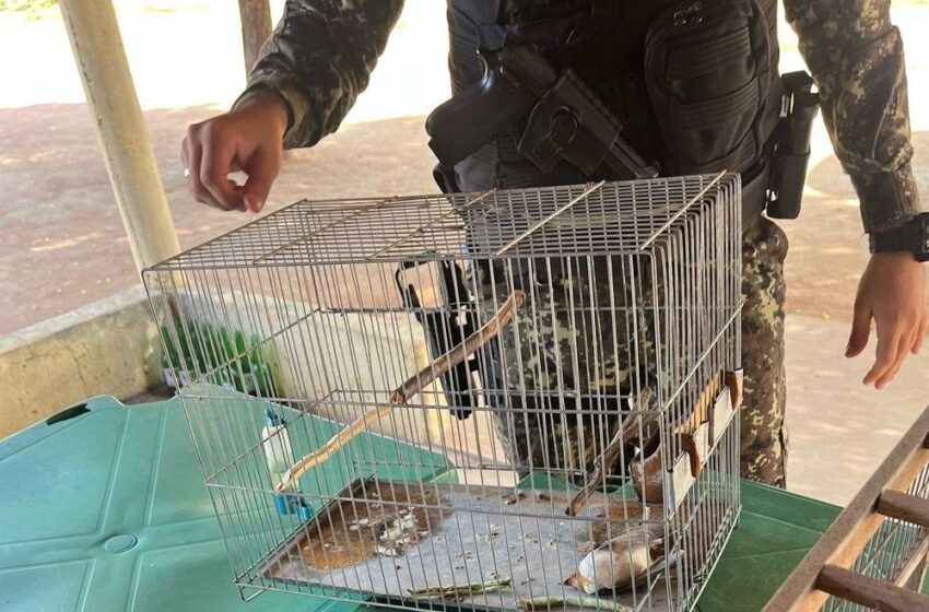  Operação apreende aves em cativeiro em São Braz do Piauí