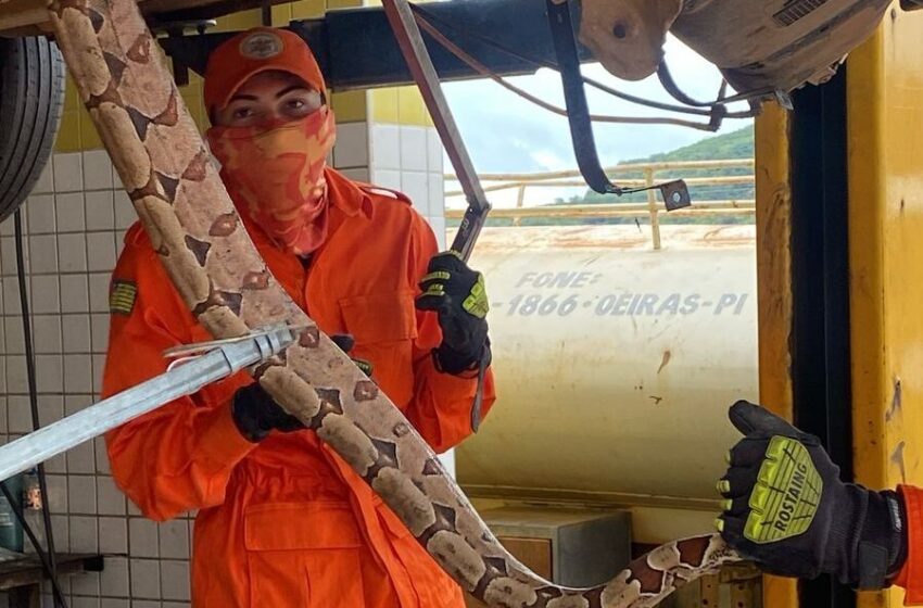  Cobra é resgatada de motor de carro em Oeiras com ajuda de mecânico