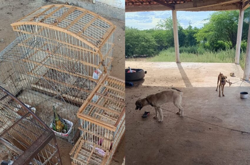 Mulher é presa suspeita de maus-tratos e mortes de animais em Simões