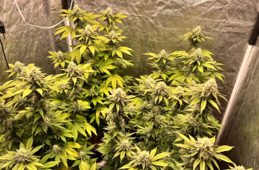 Polícia encontra estufas de cultivo de maconha às vésperas do Festival de Inverno em Pedro II