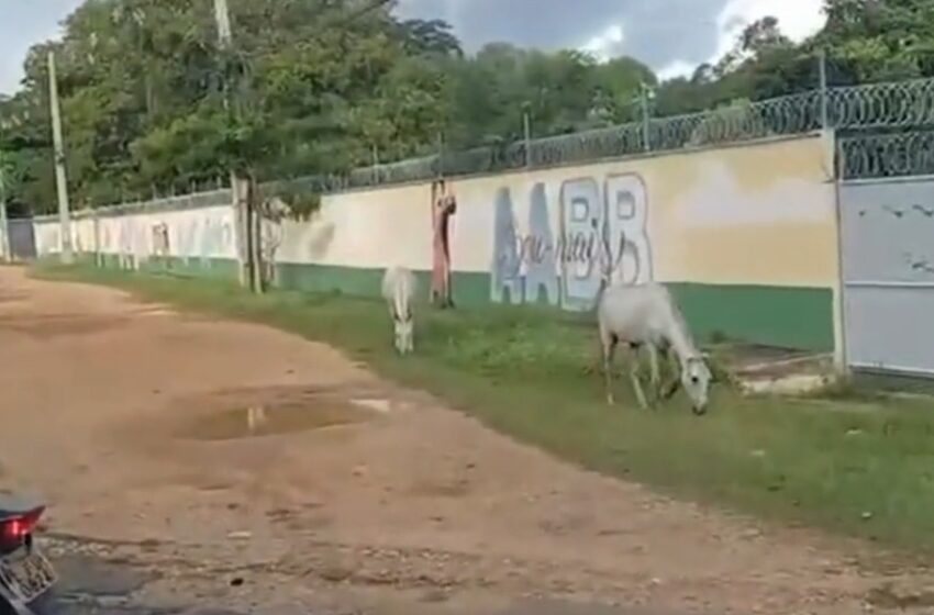  PRF recolhe 41 animais soltos em vias públicas no litoral do Piauí