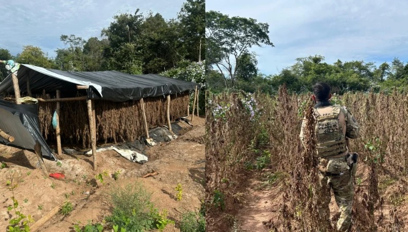  Polícia Federal destrói plantação de maconha na zona rural de Juazeiro do Piauí